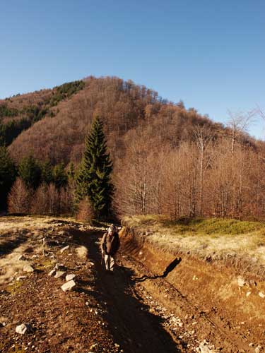 Foto Suind spre Poposeala Prislopului (c) Petru Goja